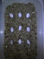 /album/prva-znaska-a-inkubacia-valec/k800-2012-03-05-21-33-54-jpg/